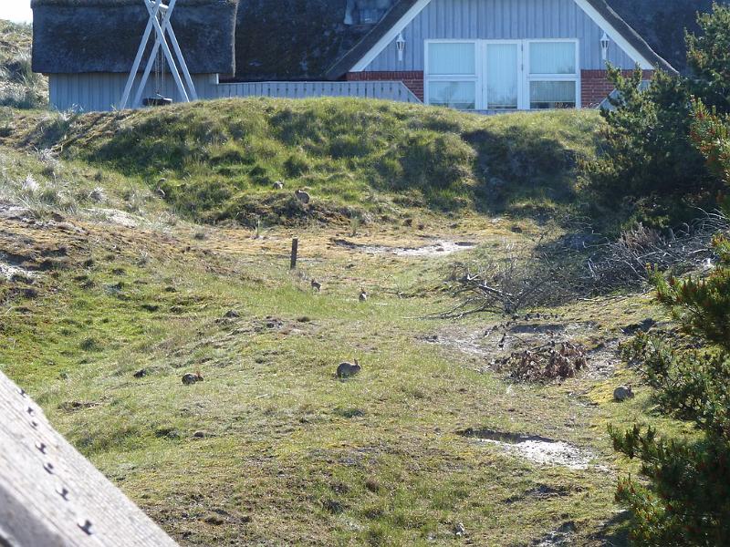 Fanø 2010 043.JPG